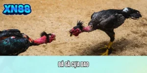 Đá gà cựa dao