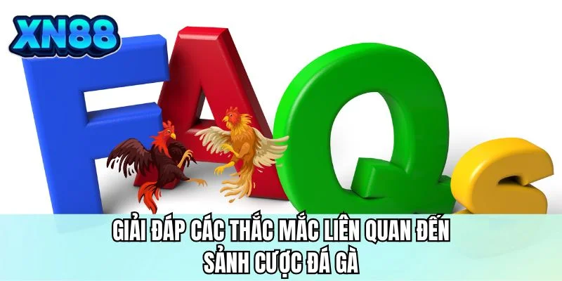 Giải đáp các thắc mắc liên quan đến sảnh cược đá gà XN88