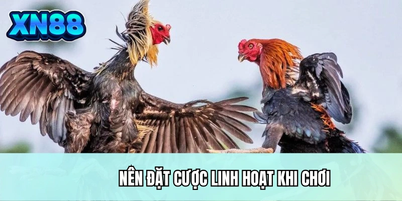 Nên đặt cược linh hoạt khi chơi