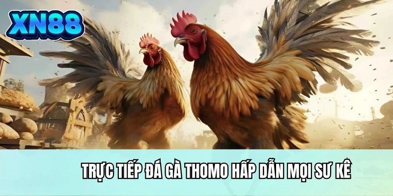 Trực tiếp đá gà Thomo hấp dẫn mọi sư kê