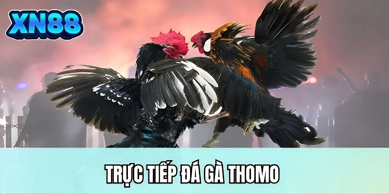Trực tiếp đá gà Thomo
